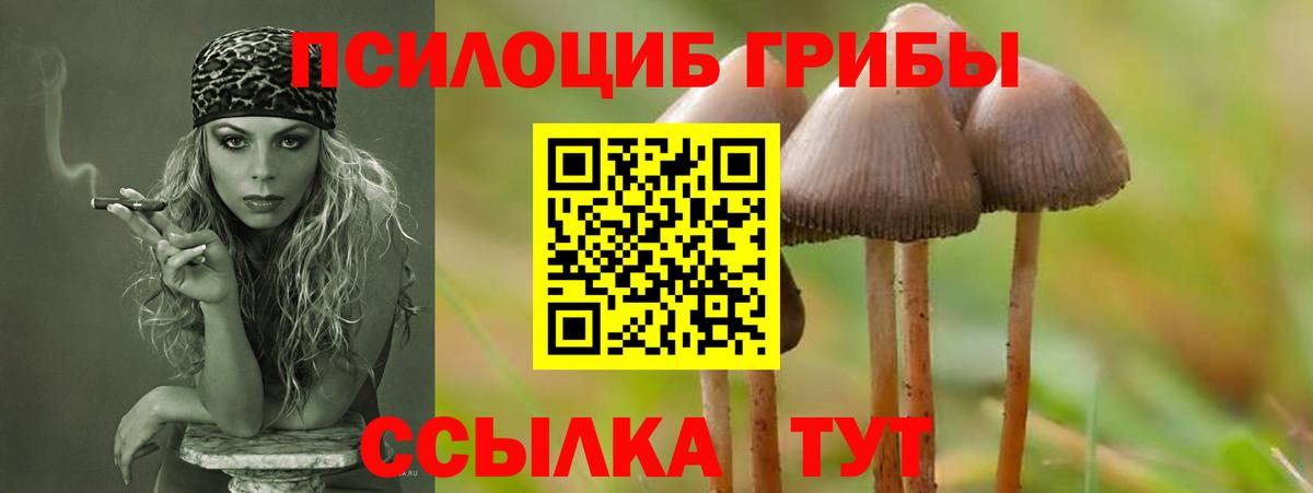 Аргун  Галлюциногенные грибы GOLDEN TEACHER  Вход с VPN  цены   Галлюциногенные грибы Magic Shrooms 